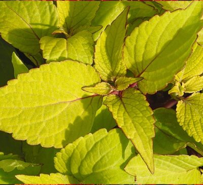 stained-glassworks-big-blonde-coleus