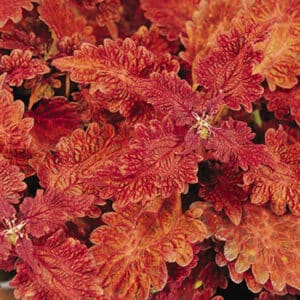 stained-glassworks-copper-coleus