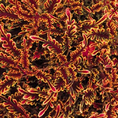 stained-glassworks-kiwi-fern-coleus