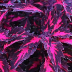 stained-glassworks-royalty-coleus