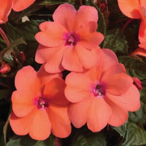 sunpatiens-compact-coral-pink-impatiens