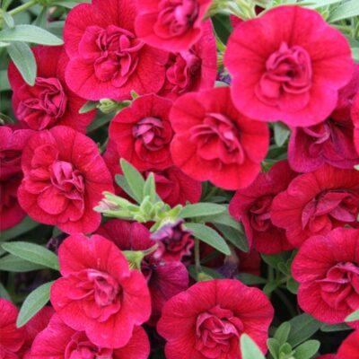 superbells-double-ruby-calibrachoa