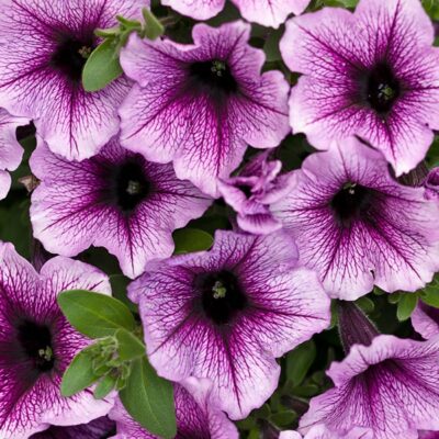 supertunia-bordeaux-petunia