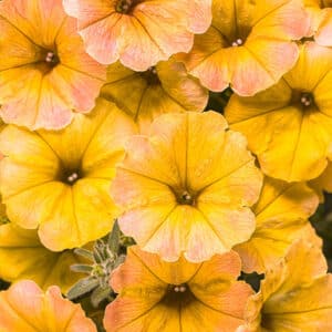 supertunia-honey-petunia