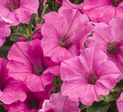 supertunia-mini-vista-hot-pink