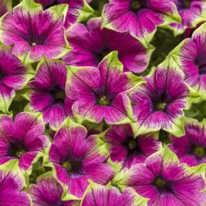 supertunia-picasso-in-purple-petunia