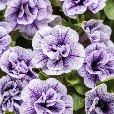 supertunia-priscilla-double-petunia