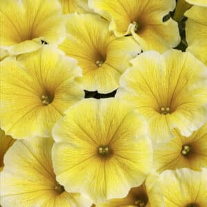 supertunia-saffron-finch-petunia