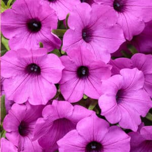 supertunia-vista-jazzberry-petunia