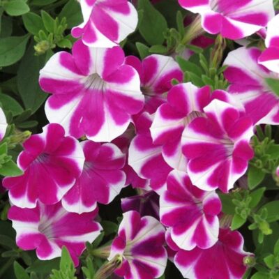 surfinia-purple-heart-petunia