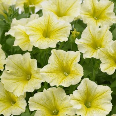 surfinia-yellow-petunia