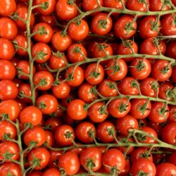 sweet-million-tomato