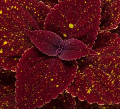 talavera-moondust-coleus