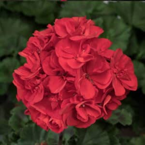 tango-dark-red-geranium