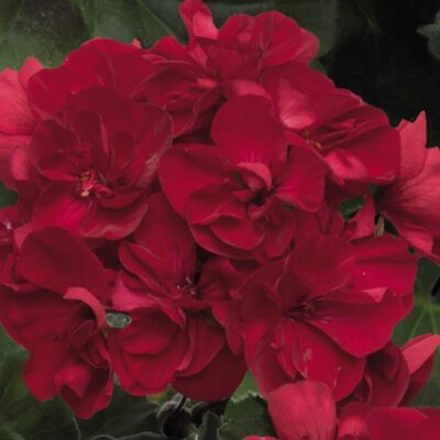 tango-velvet-red-geranium