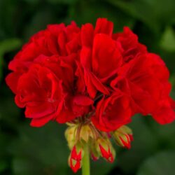 tango-deep-red-geranium