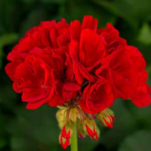 tango-deep-red-geranium