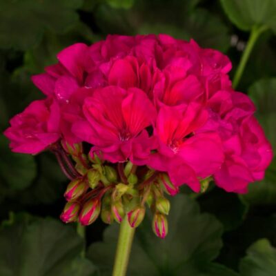 tango-neon-purple-geranium