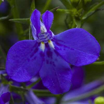 techno-cobalt-blue-lobelia