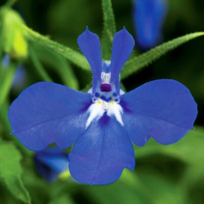 techno-dark-blue-lobelia