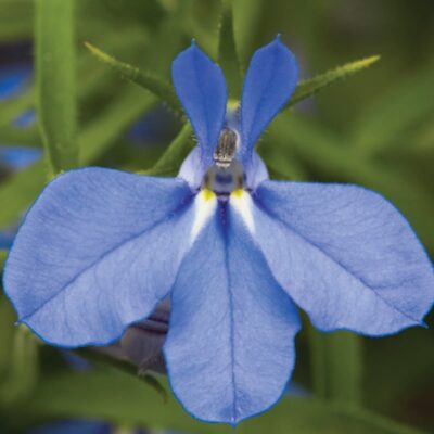 techno-electric-blue-lobelia