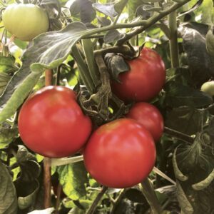 tempting-tomatoes-garden-treasure