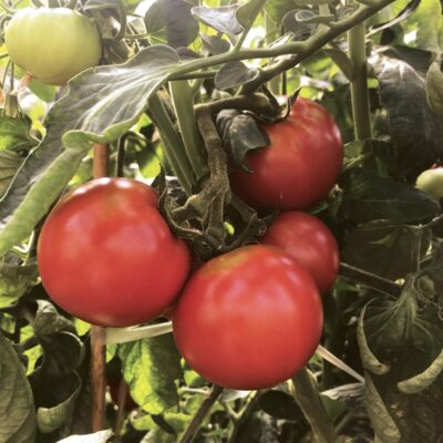 tempting-tomatoes-garden-treasure