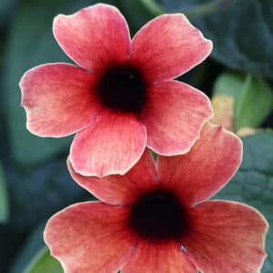 thunbergia-towerpower-red