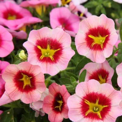 tiktok-orange-calibrachoa