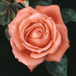 tropicana-rose