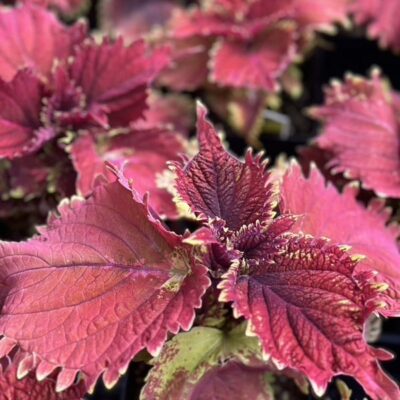 under-the-sea-king-crab-coleus