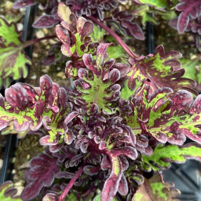 under-the-sea-lime-shrimp-coleus