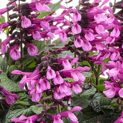 unplugged-pink-salvia