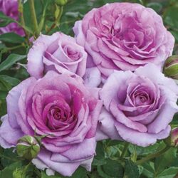 violets-pride-rose