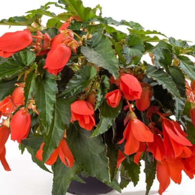 waterfall-encanto-orange-begonia