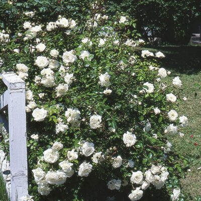 white-dawn-rose