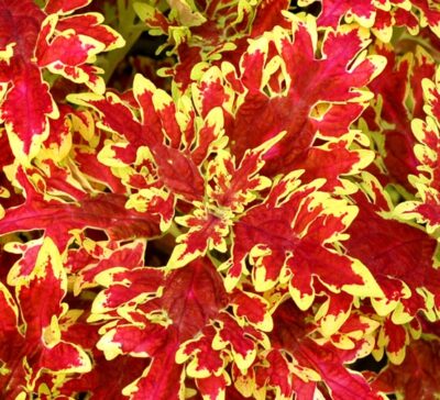 wildfire-blaze-coleus