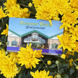 Beaver Bark Gift Cards