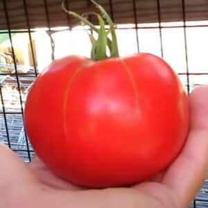 ace-55-tomato