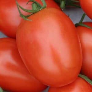 amish-paste-tomato