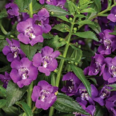 angelface-super-blue-angelonia