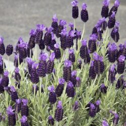 anouk-purple-flare-lavender