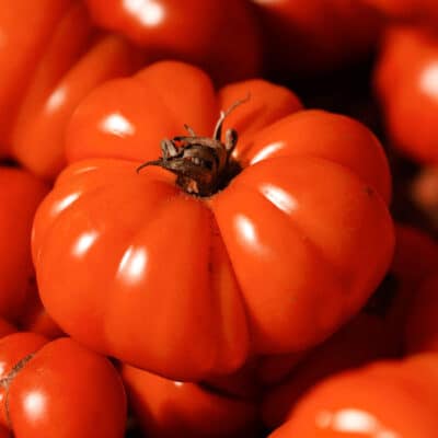 beefsteak-tomato