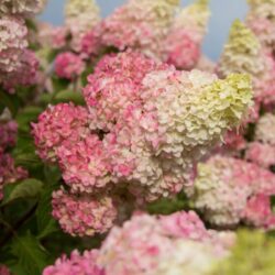 berry-white-hydrangea