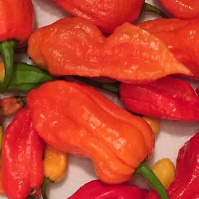 bhut-jolokia-ghost-pepper