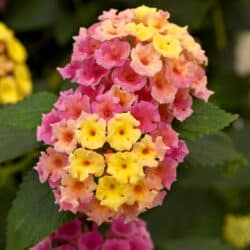 bloomify-pink-lantana