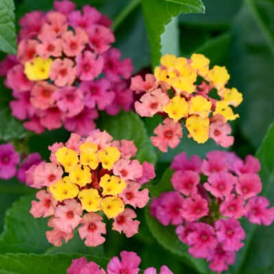 bloomify-rose-lantana