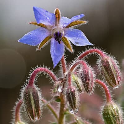 borage