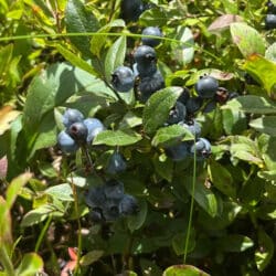 brunswick-blueberry