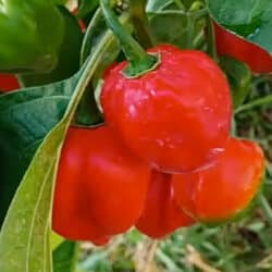 caribbean-red-habanero-pepper